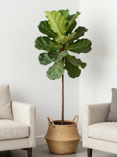 Indoor Plants That Complement Coastal Interiors